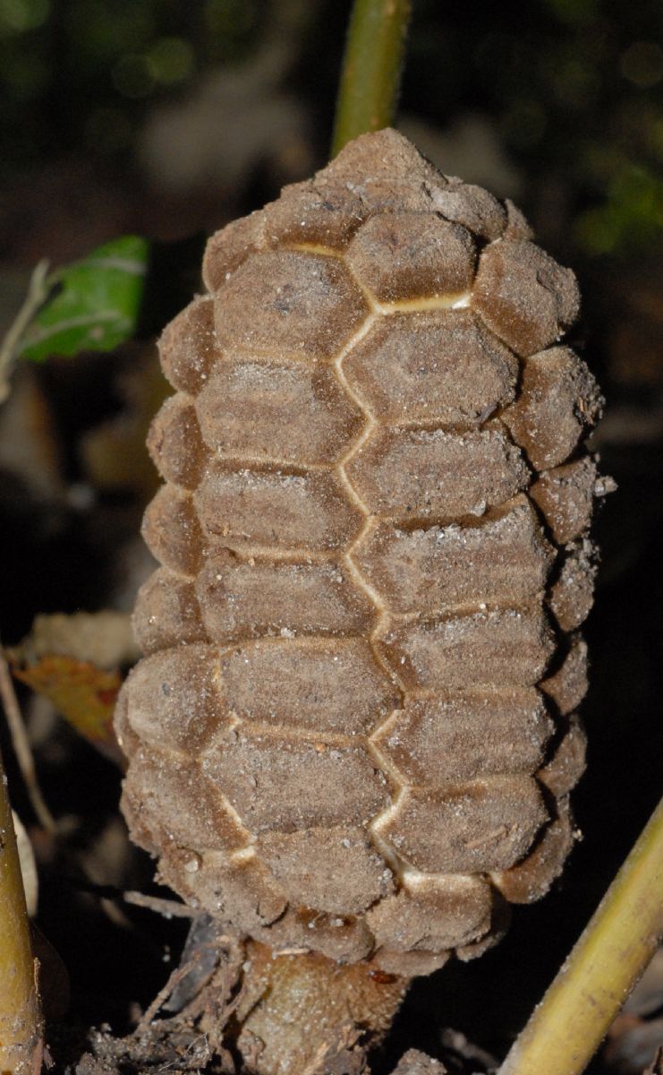 Zamiaceae Zamia acuminata