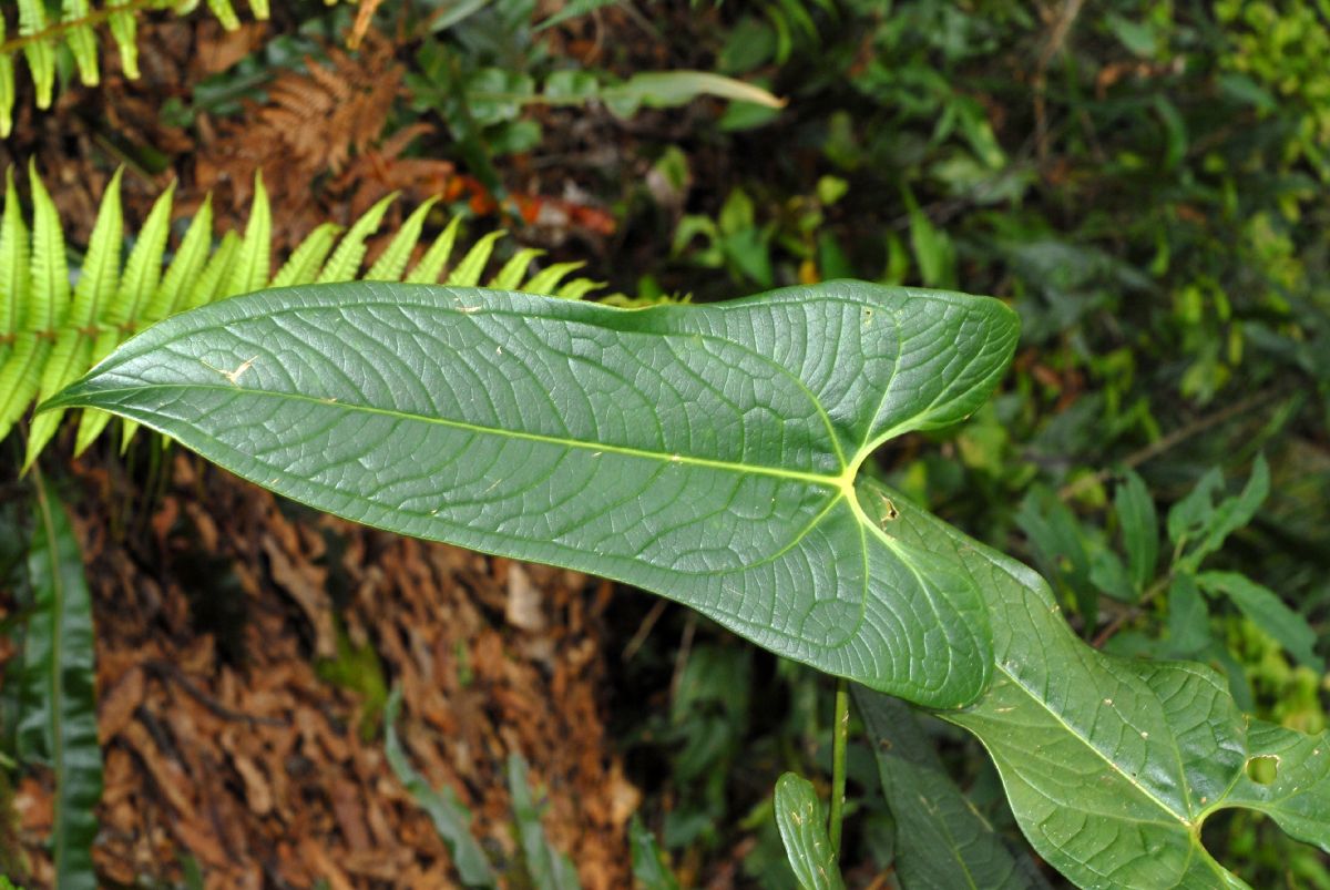 Araceae Anthurium 