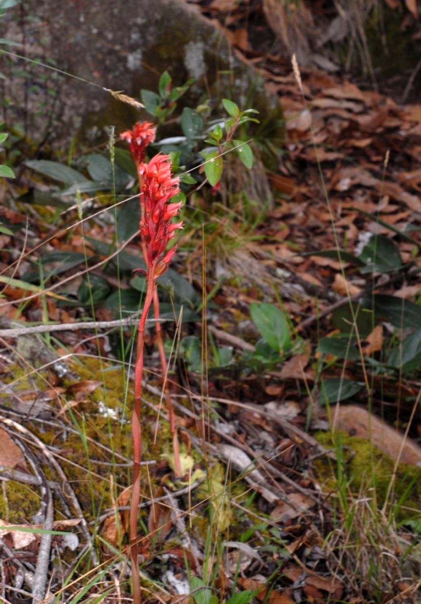 Orchidaceae Stenorrhynchos speciosa