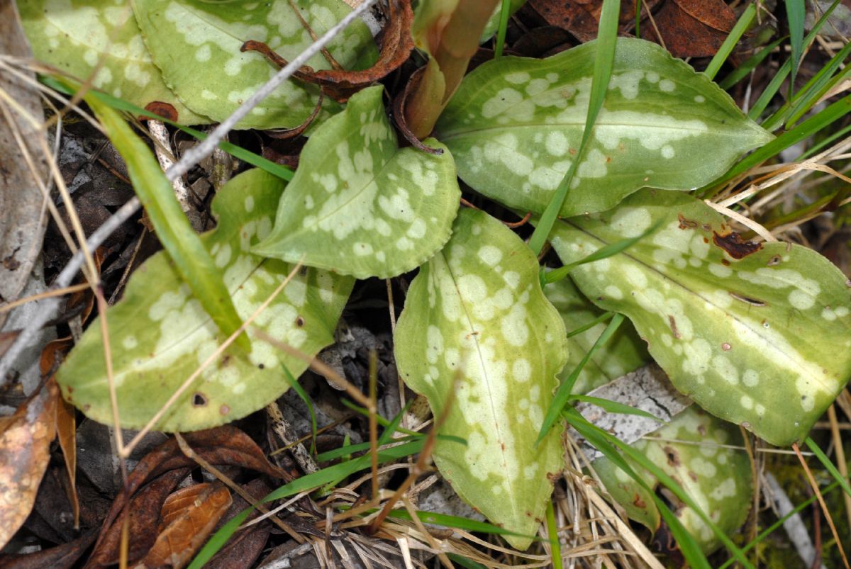 Orchidaceae Stenorrhynchos speciosa