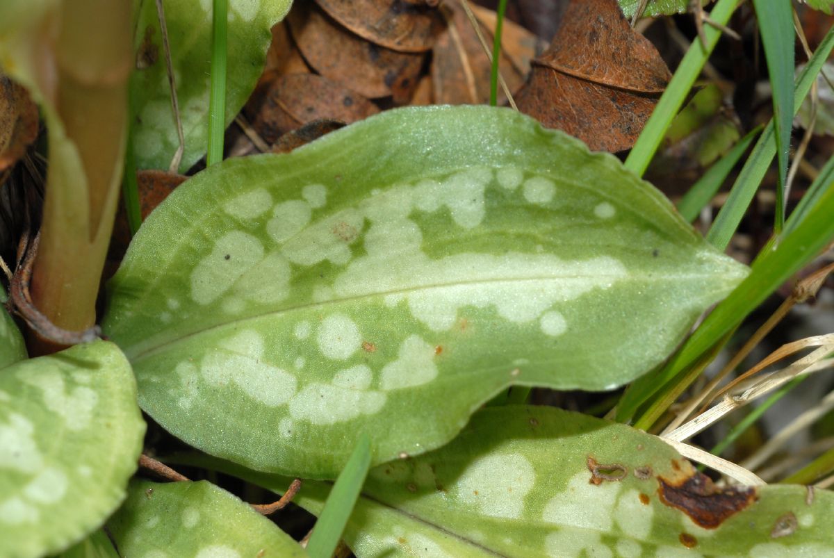 Orchidaceae Stenorrhynchos speciosa