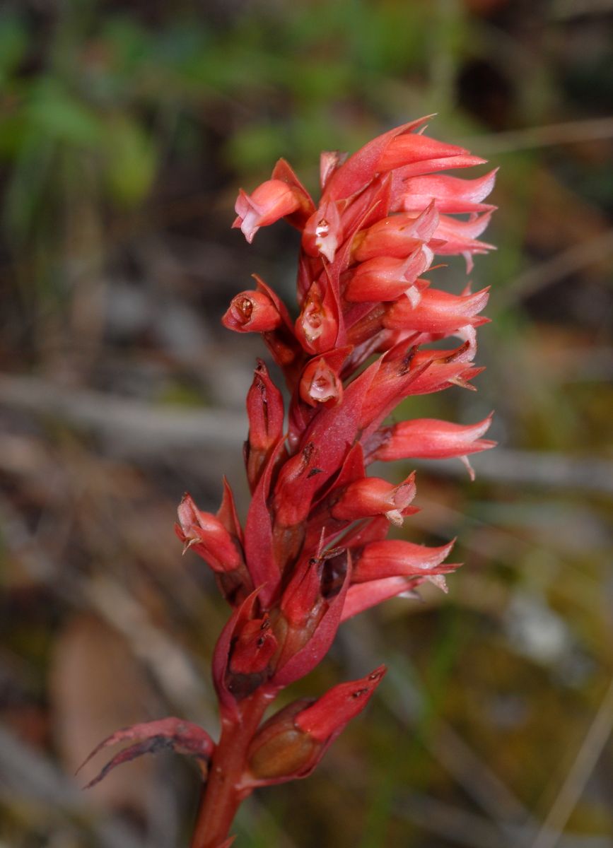 Orchidaceae Stenorrhynchos speciosa