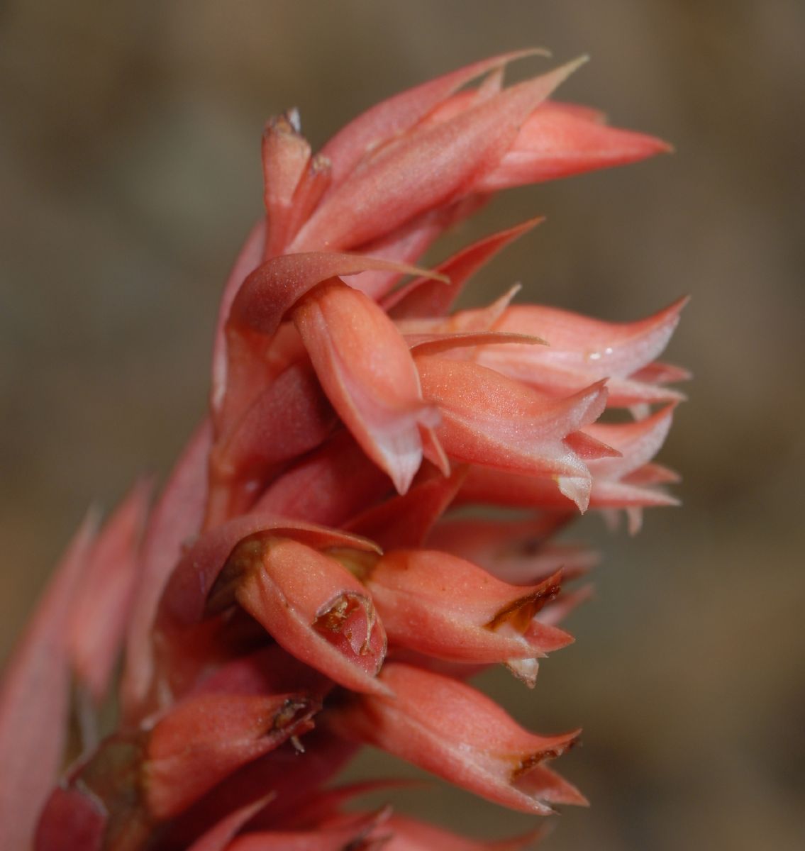 Orchidaceae Stenorrhynchos speciosa