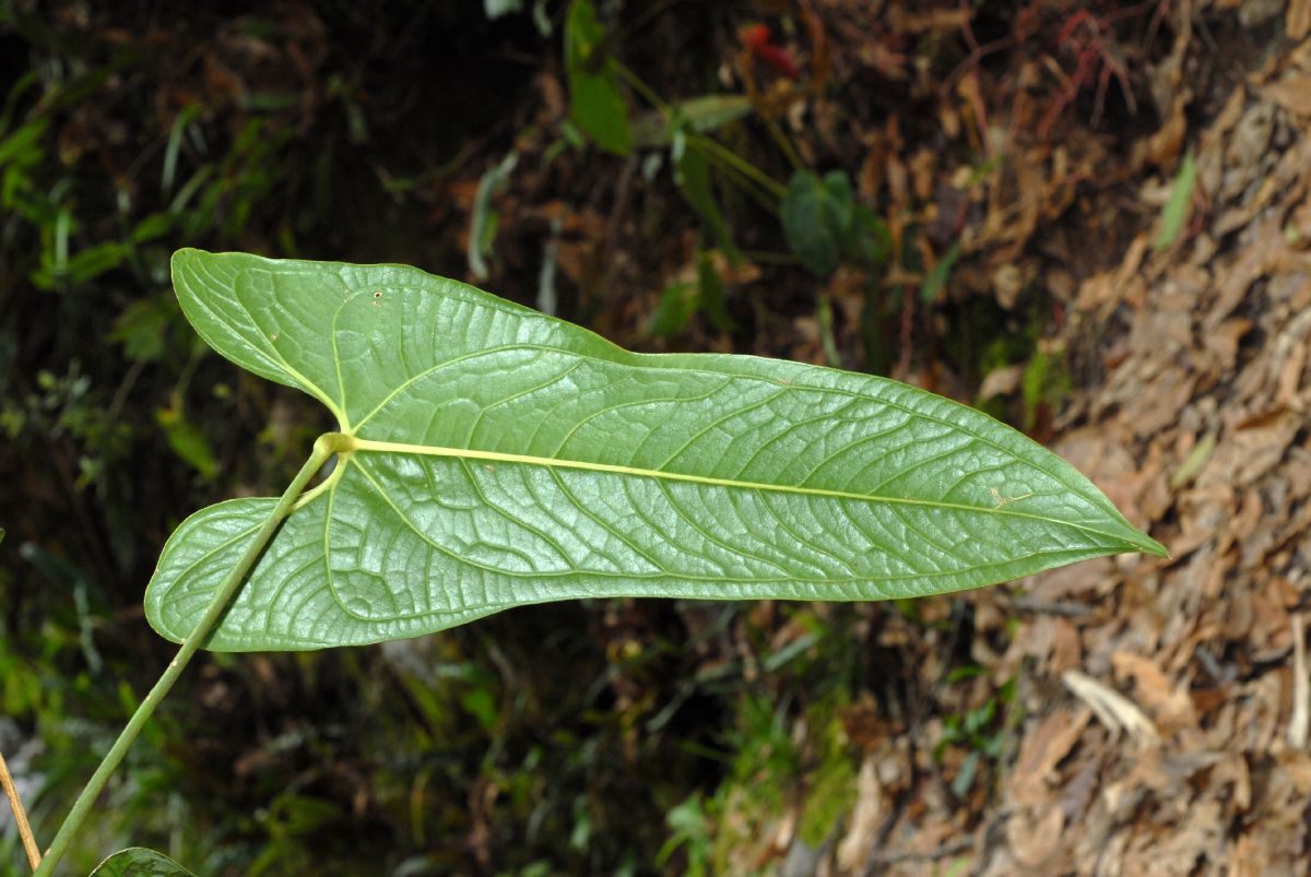 Araceae Anthurium 