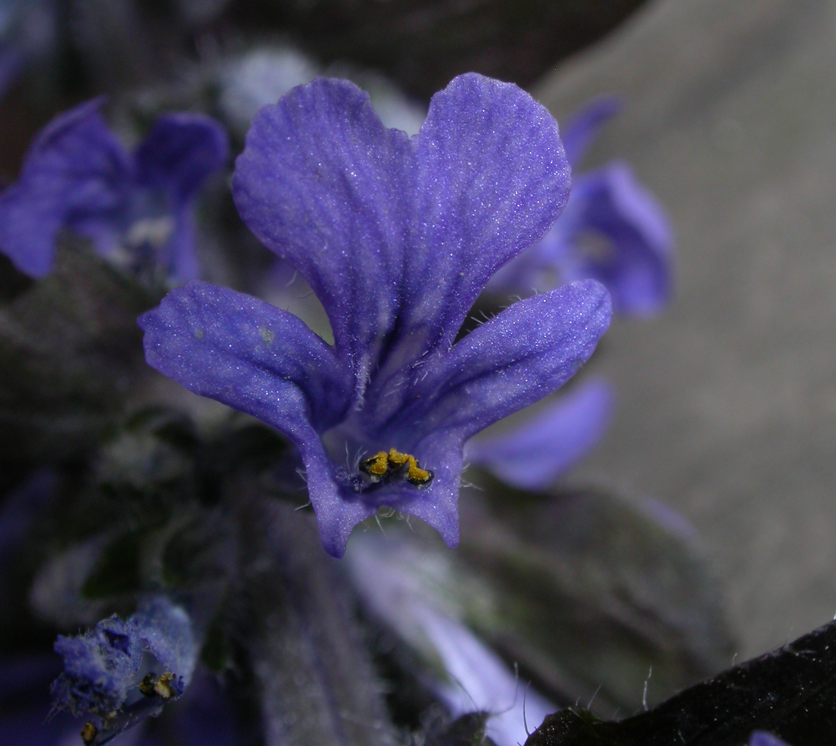 Lamiaceae Ajuga reptans