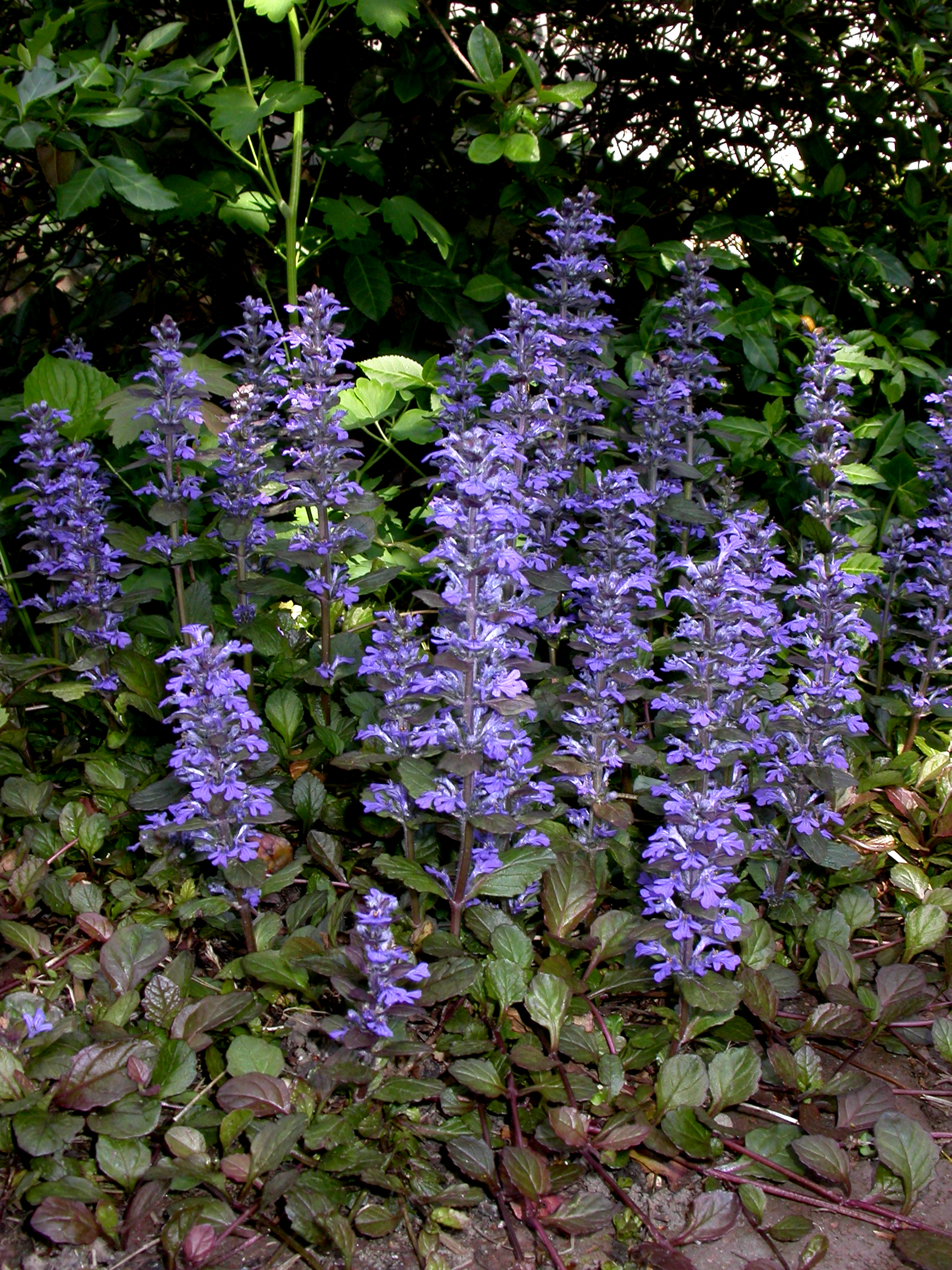 Lamiaceae Ajuga reptans