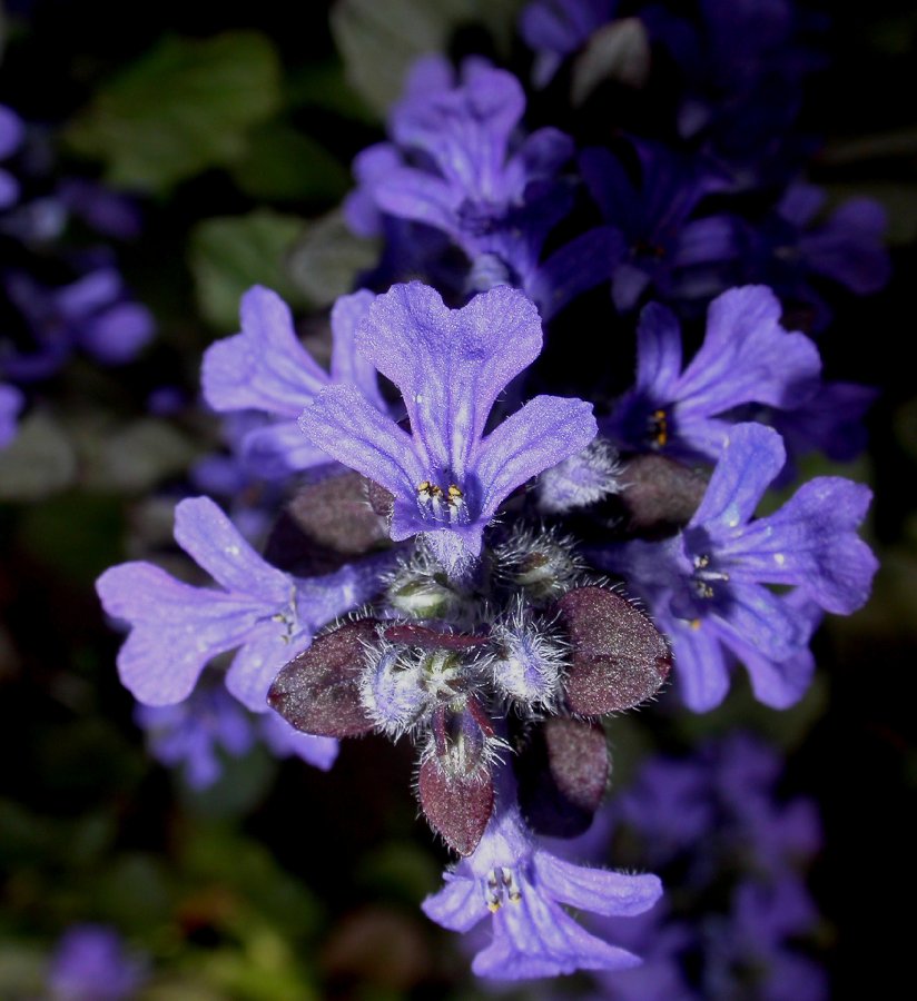 Lamiaceae Ajuga reptans