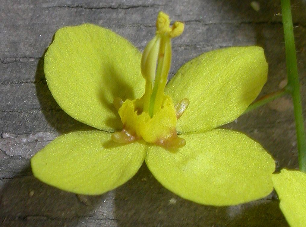 Berberidaceae Epimedium pinnatum