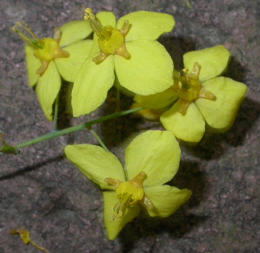 Berberidaceae Epimedium pinnatum