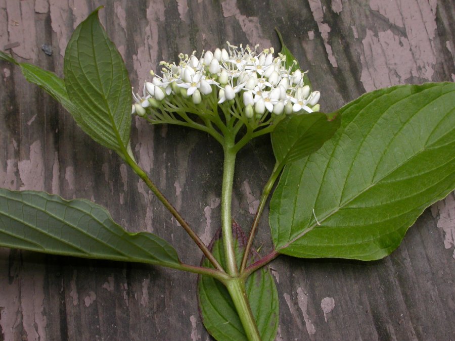 Cornaceae Cornus stolonifera