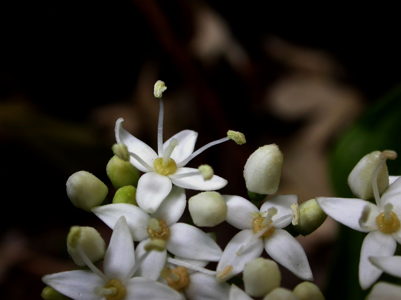 Cornaceae Cornus stolonifera