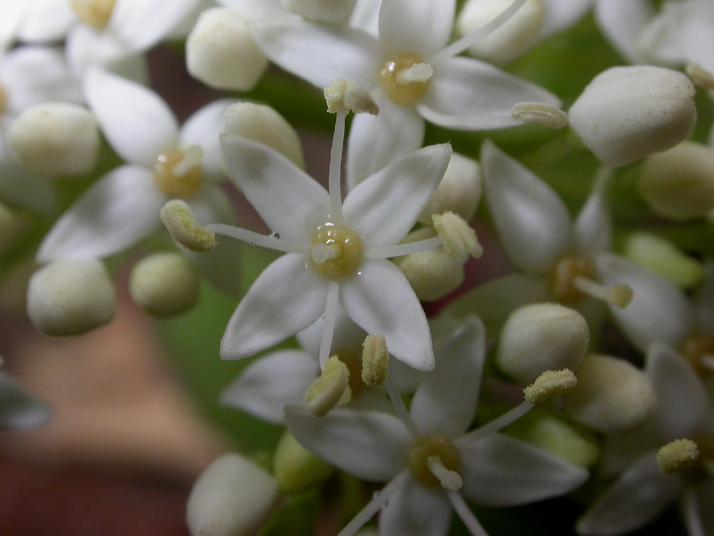 Cornaceae Cornus stolonifera