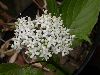 image of Cornus stolonifera