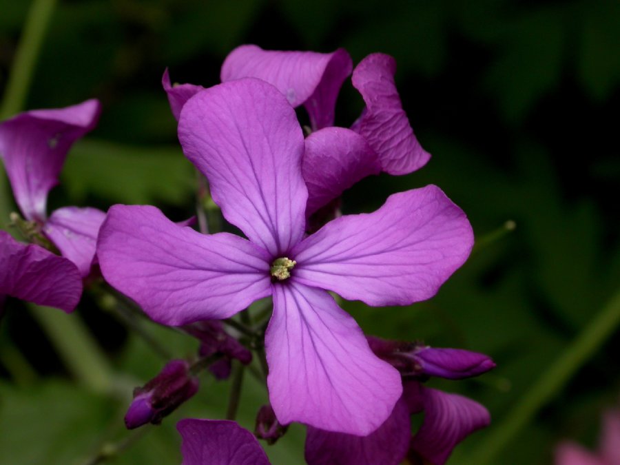 Brassicaceae Lunaria annua