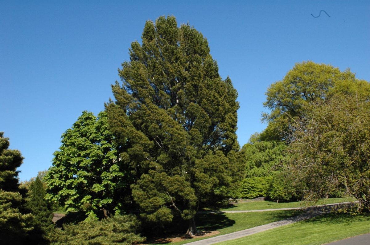 Pinaceae Pinus bungeana