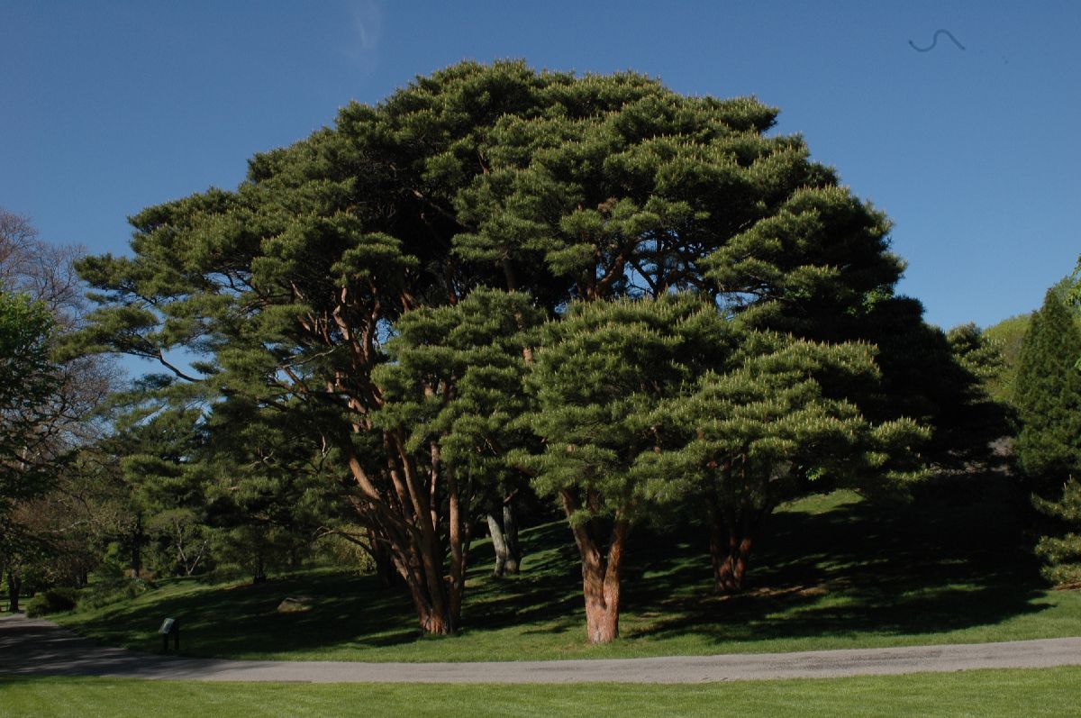 Pinaceae Pinus densiflora