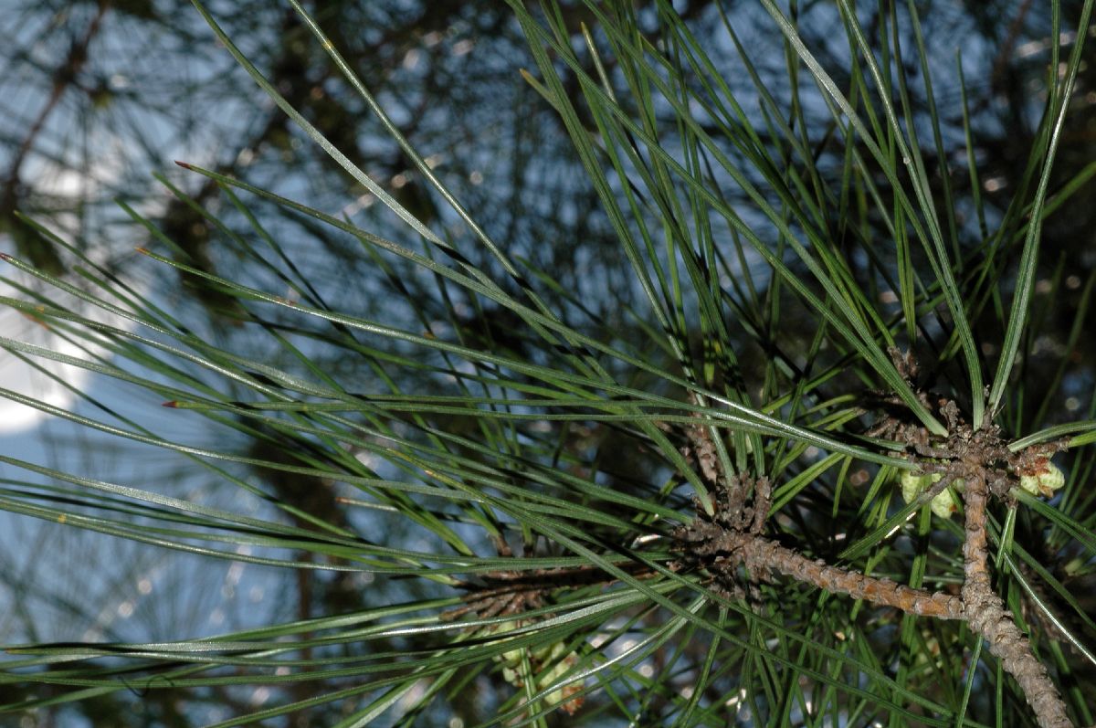 Pinaceae Pinus densiflora