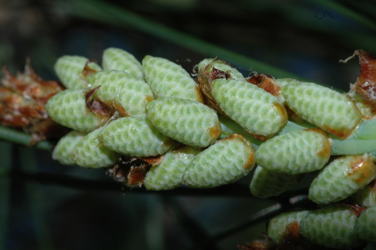 Pinaceae Pinus densiflora