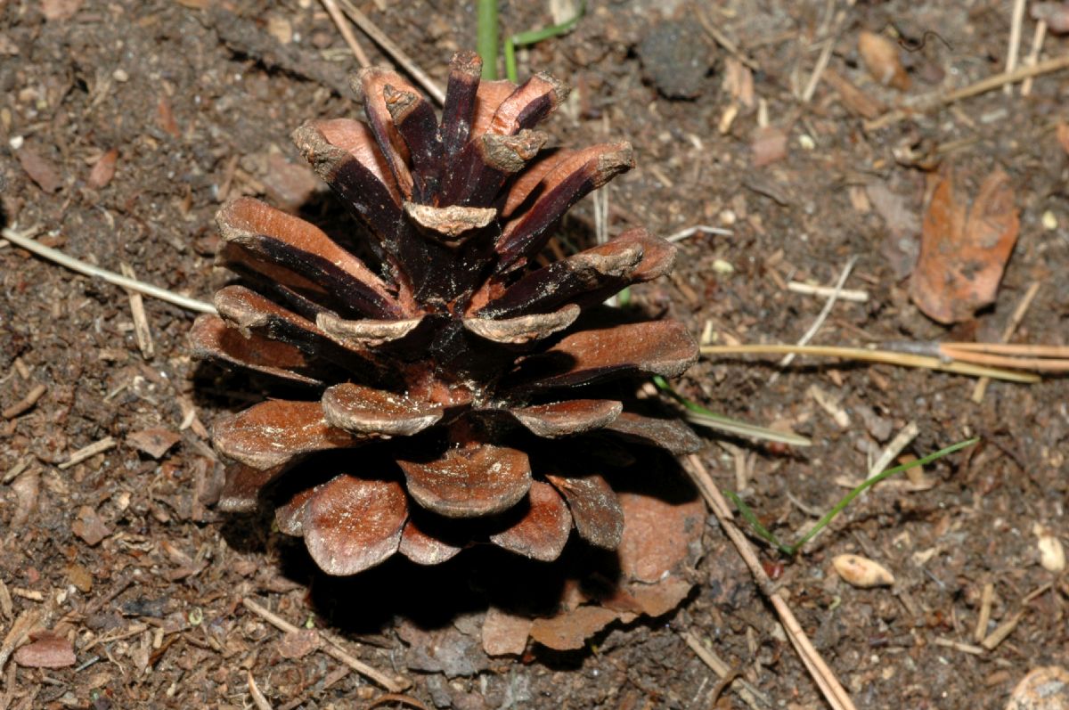 Pinaceae Pinus densiflora