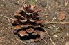 image of Pinus densiflora