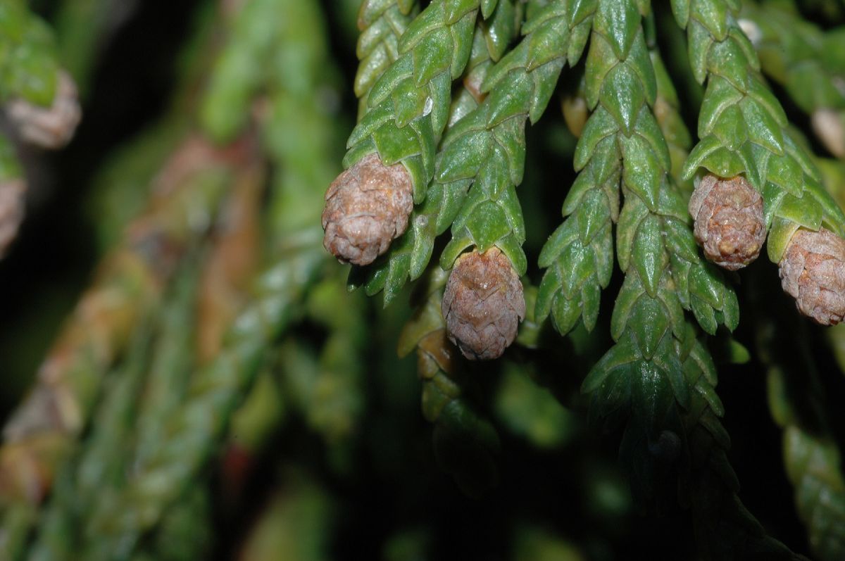 Cupressaceae Callitropsis nootkatensis