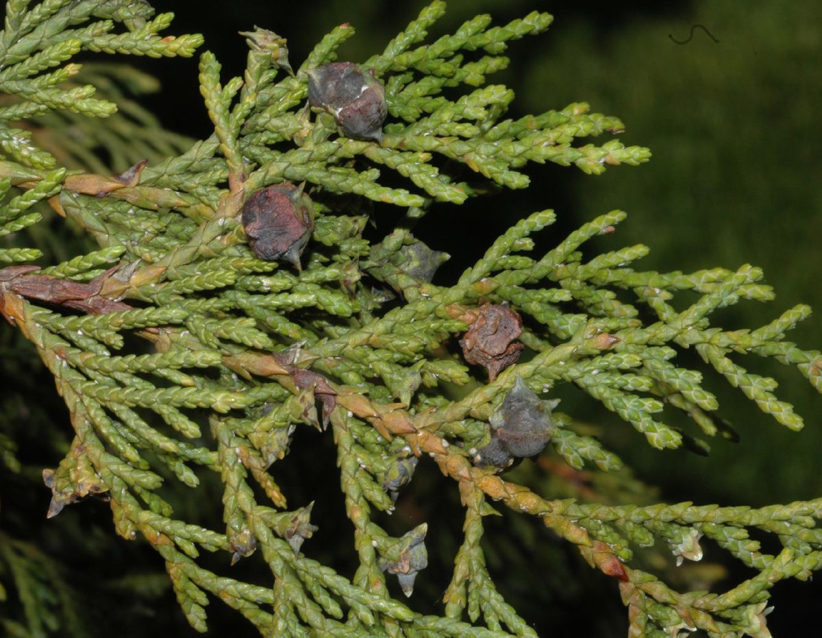 Cupressaceae Callitropsis nootkatensis