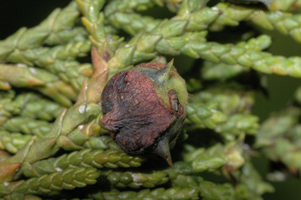 Cupressaceae Callitropsis nootkatensis