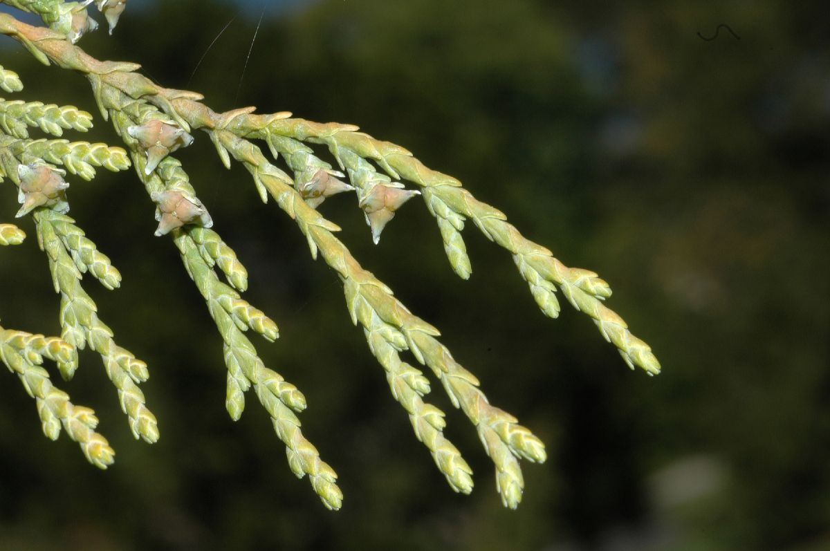 Cupressaceae Callitropsis nootkatensis