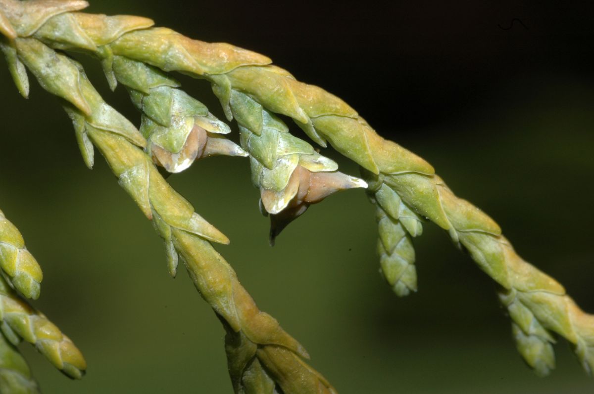 Cupressaceae Callitropsis nootkatensis