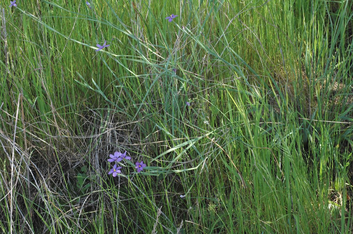 Iridaceae Sisyrinchium bellum