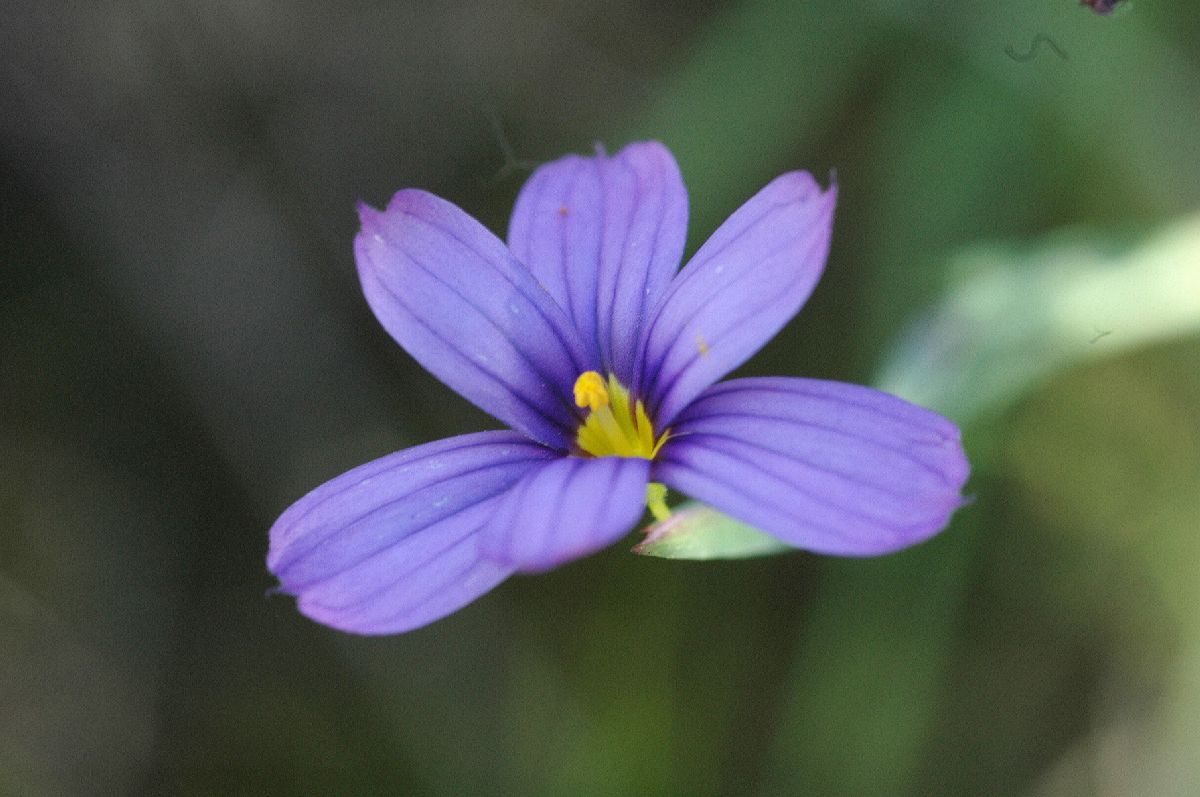 Iridaceae Sisyrinchium bellum