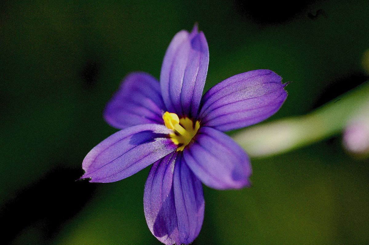 Iridaceae Sisyrinchium bellum