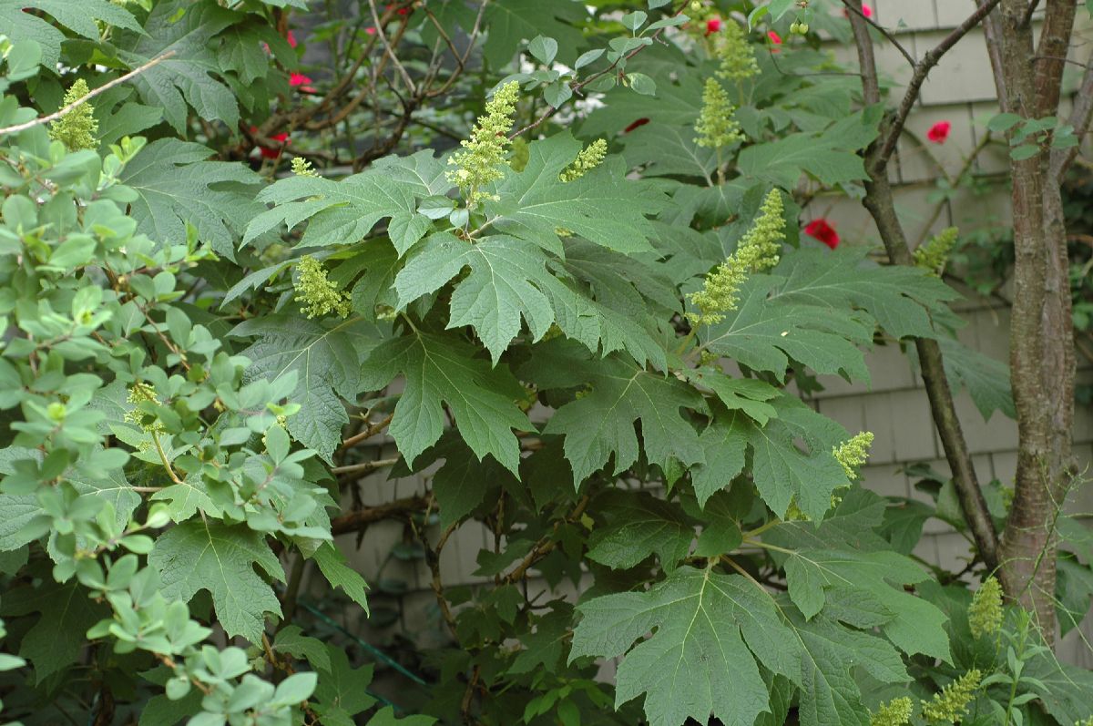 Hydrangeaceae Hydrangea quercifolia