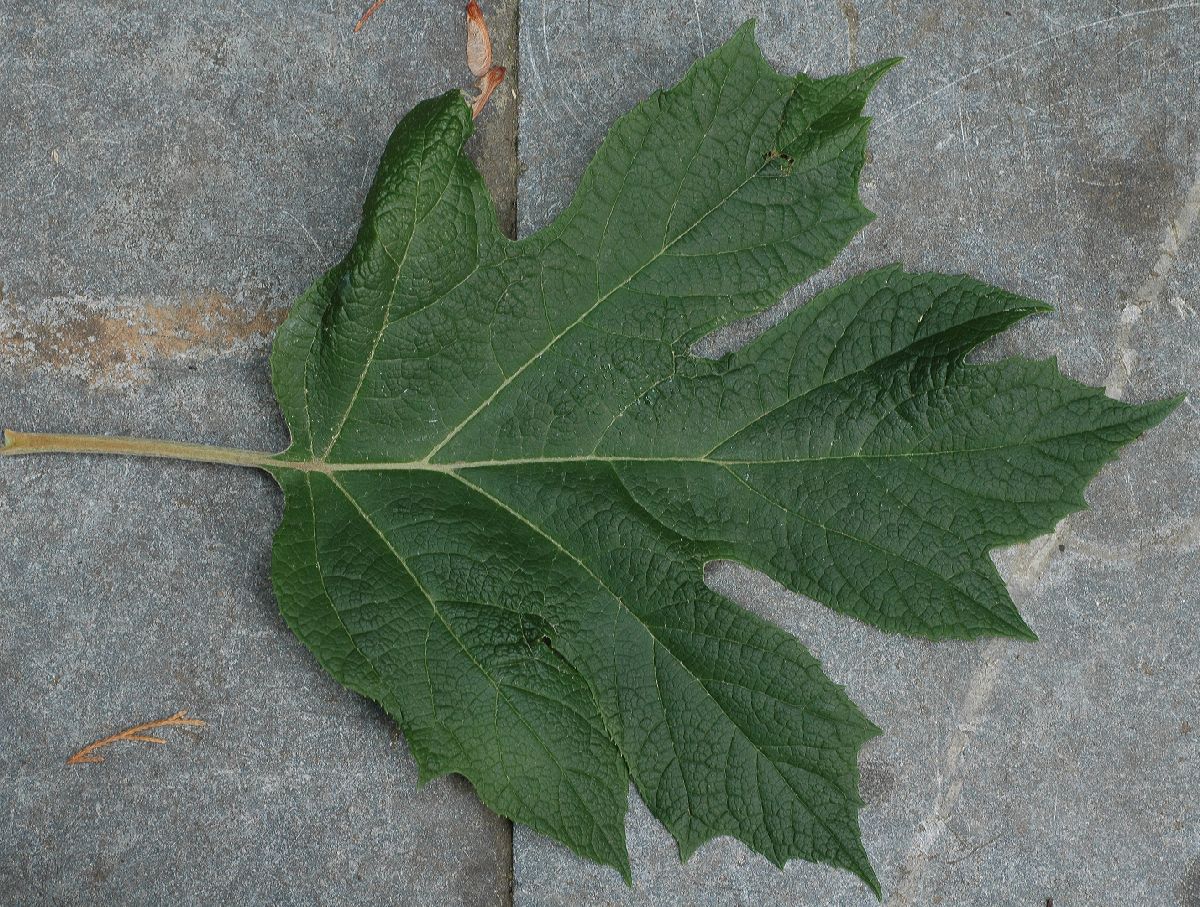 Hydrangeaceae Hydrangea quercifolia