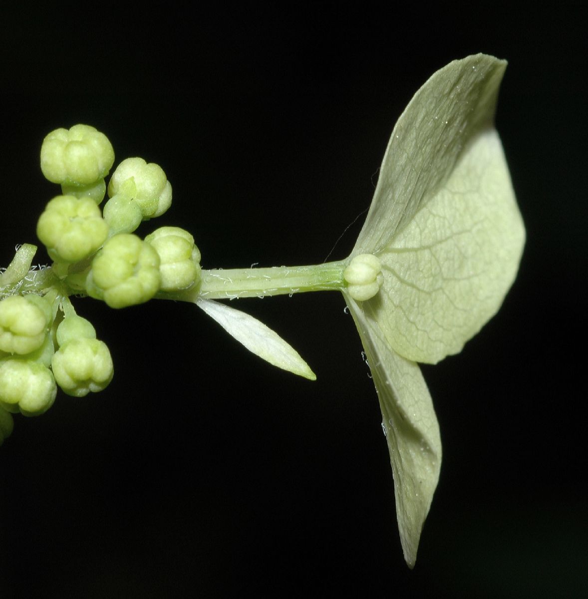 Hydrangeaceae Hydrangea quercifolia