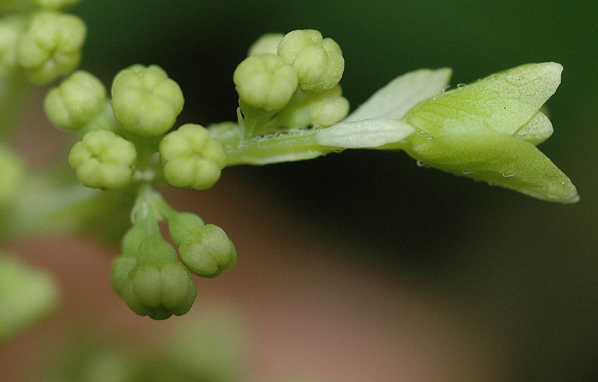 Hydrangeaceae Hydrangea quercifolia