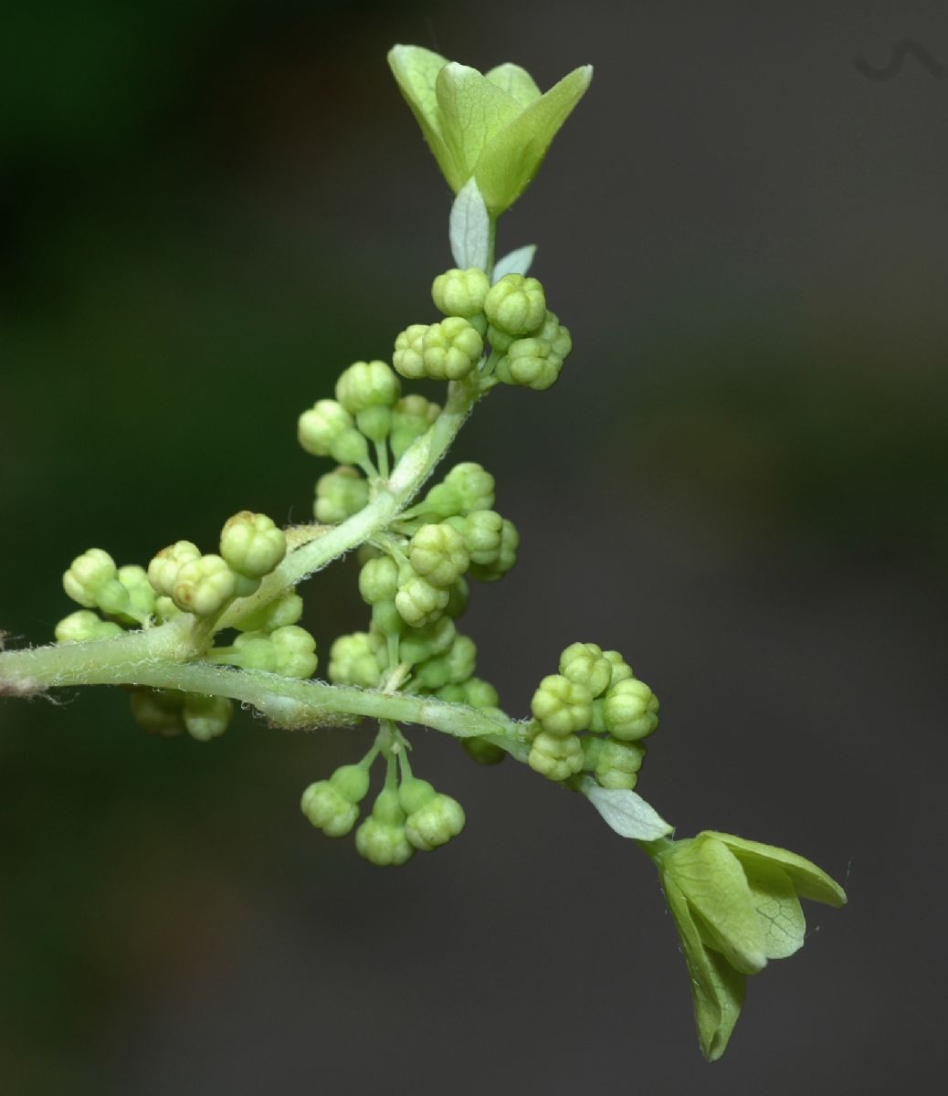 Hydrangeaceae Hydrangea quercifolia