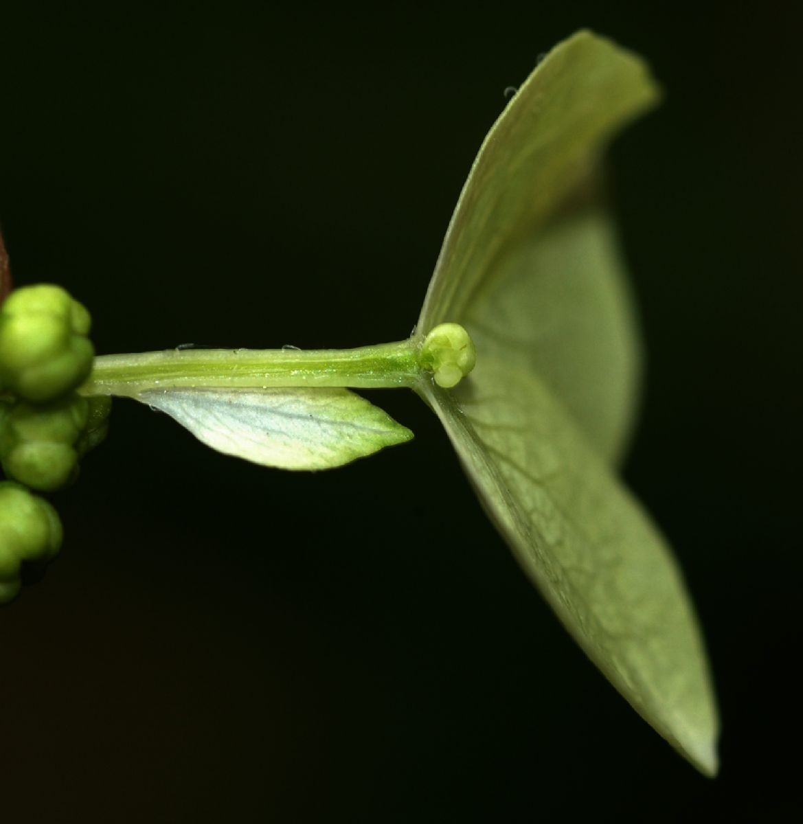 Hydrangeaceae Hydrangea quercifolia