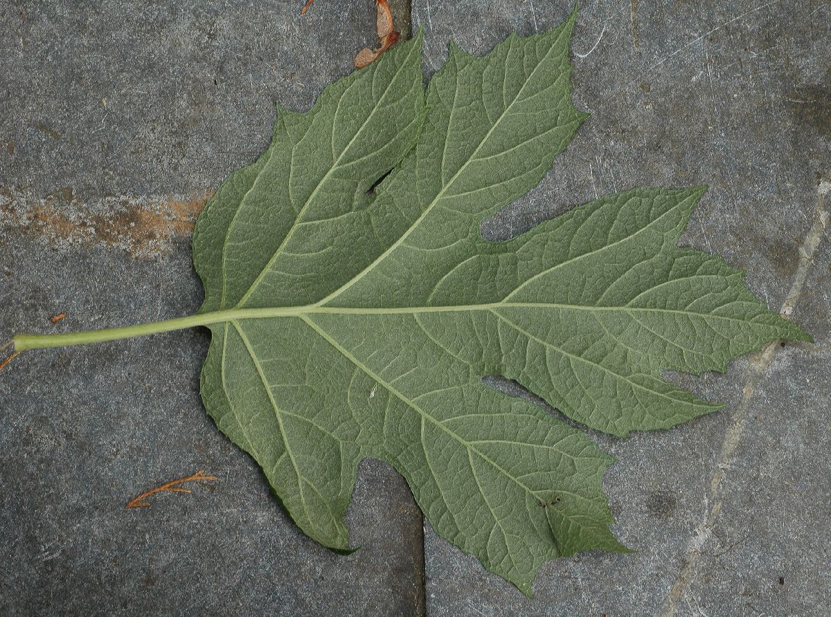 Hydrangeaceae Hydrangea quercifolia