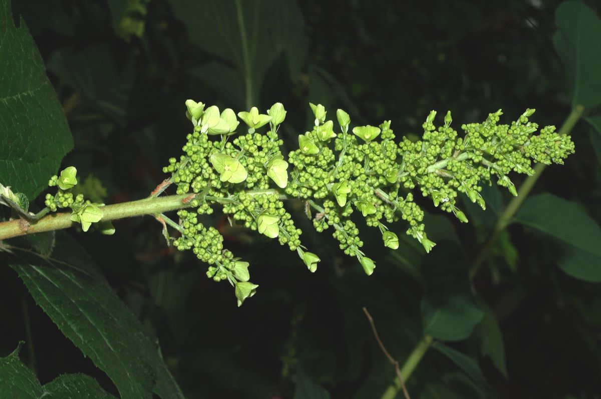Hydrangeaceae Hydrangea quercifolia
