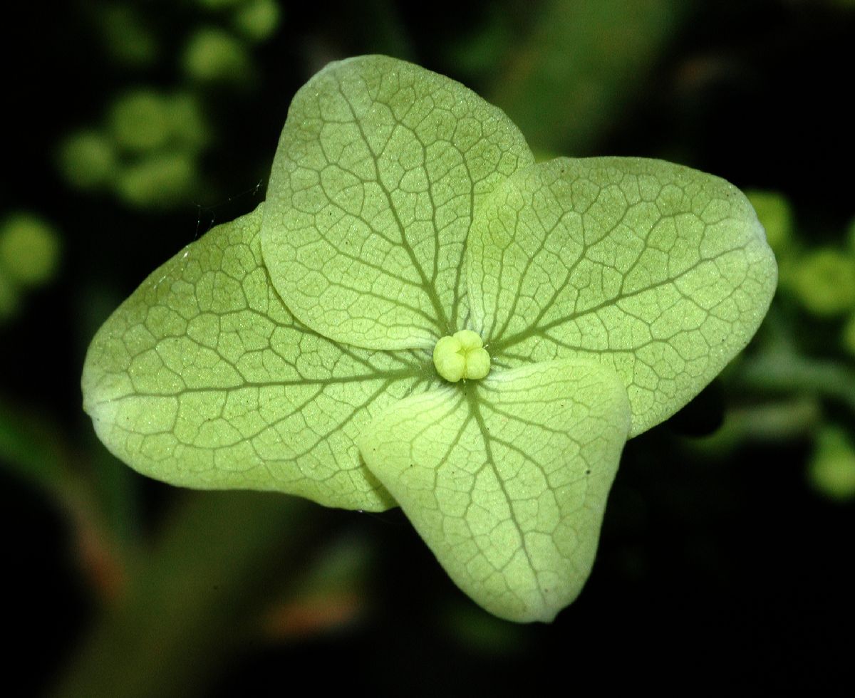 Hydrangeaceae Hydrangea quercifolia