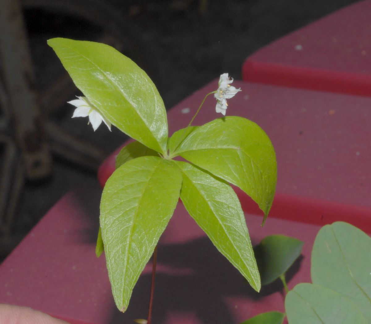 Primulaceae Trientalis borealis
