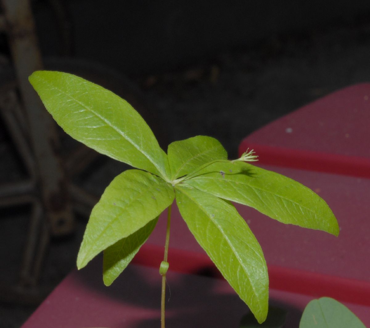 Primulaceae Trientalis borealis