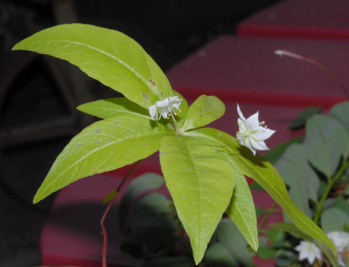Primulaceae Trientalis borealis