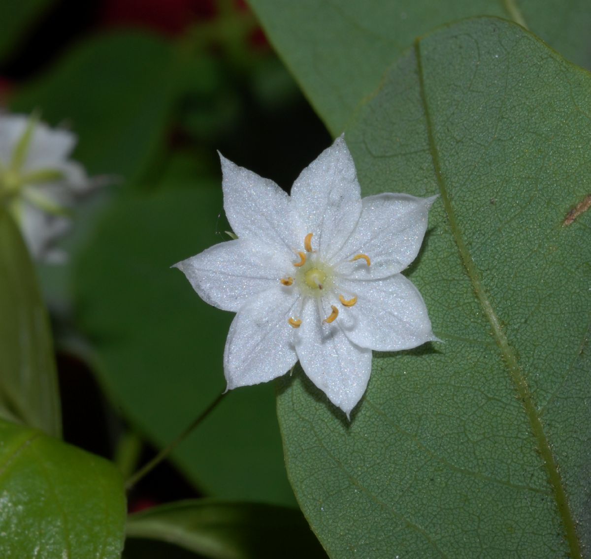 Primulaceae Trientalis borealis