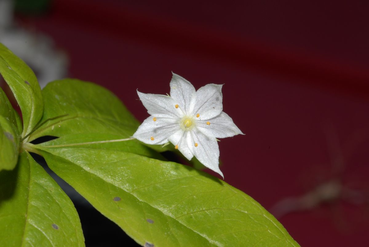 Primulaceae Trientalis borealis