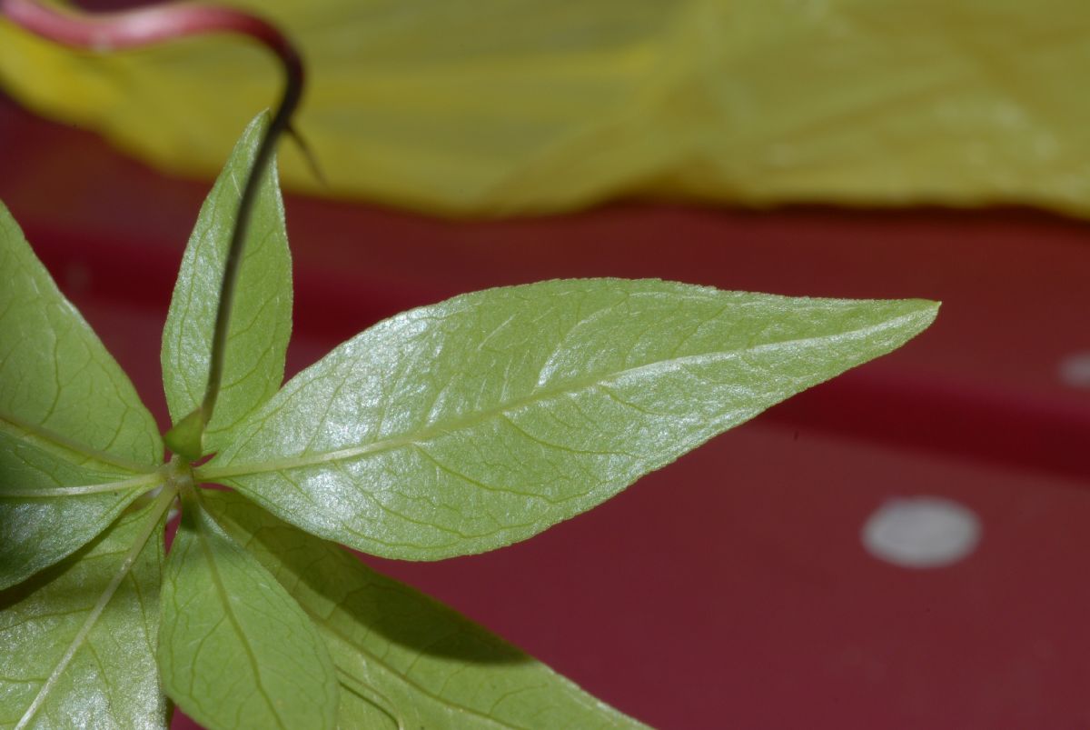 Primulaceae Trientalis borealis