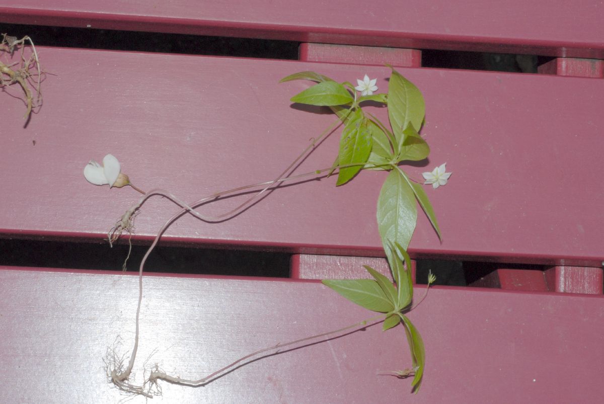 Primulaceae Trientalis borealis