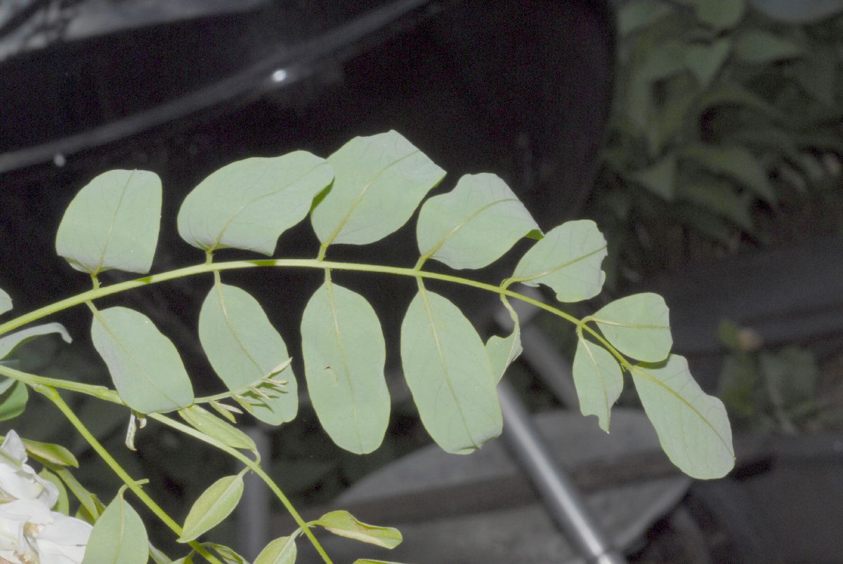 Fabaceae Robinia pseudoacacia