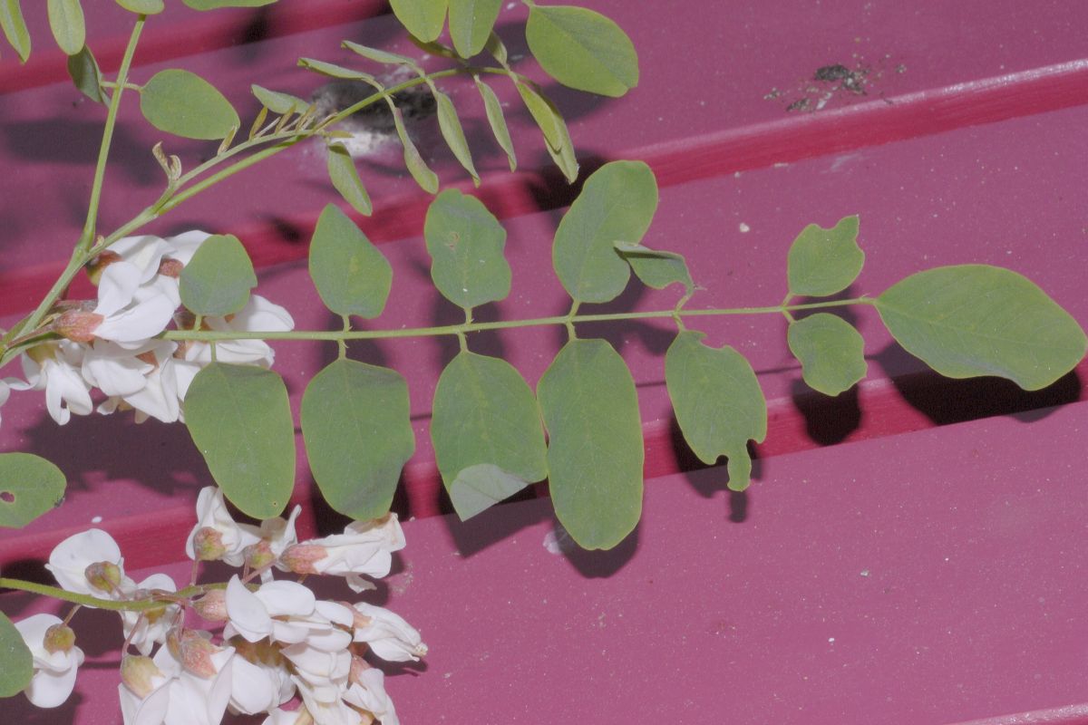 Fabaceae Robinia pseudoacacia